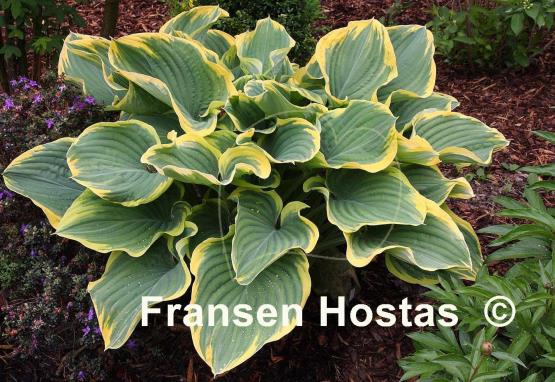 Hosta Sagae